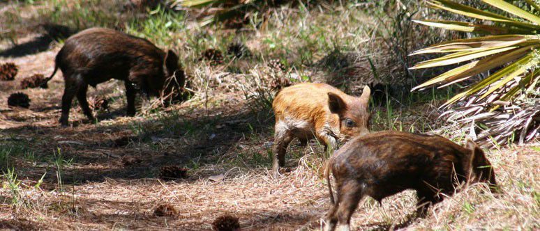 Feral piglets